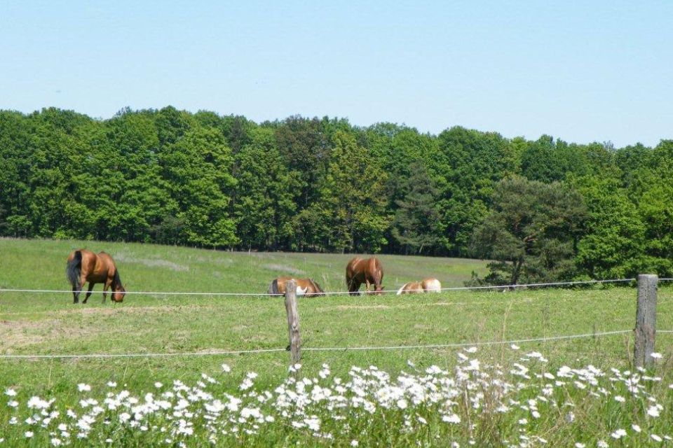 Pferde auf der Koppel
