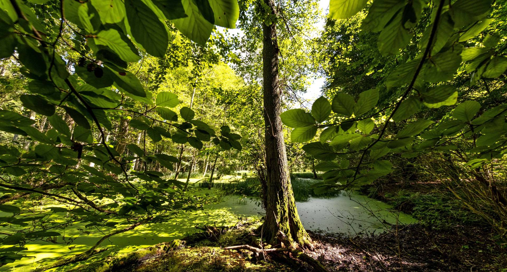 Hügellandschaft Schorfheide