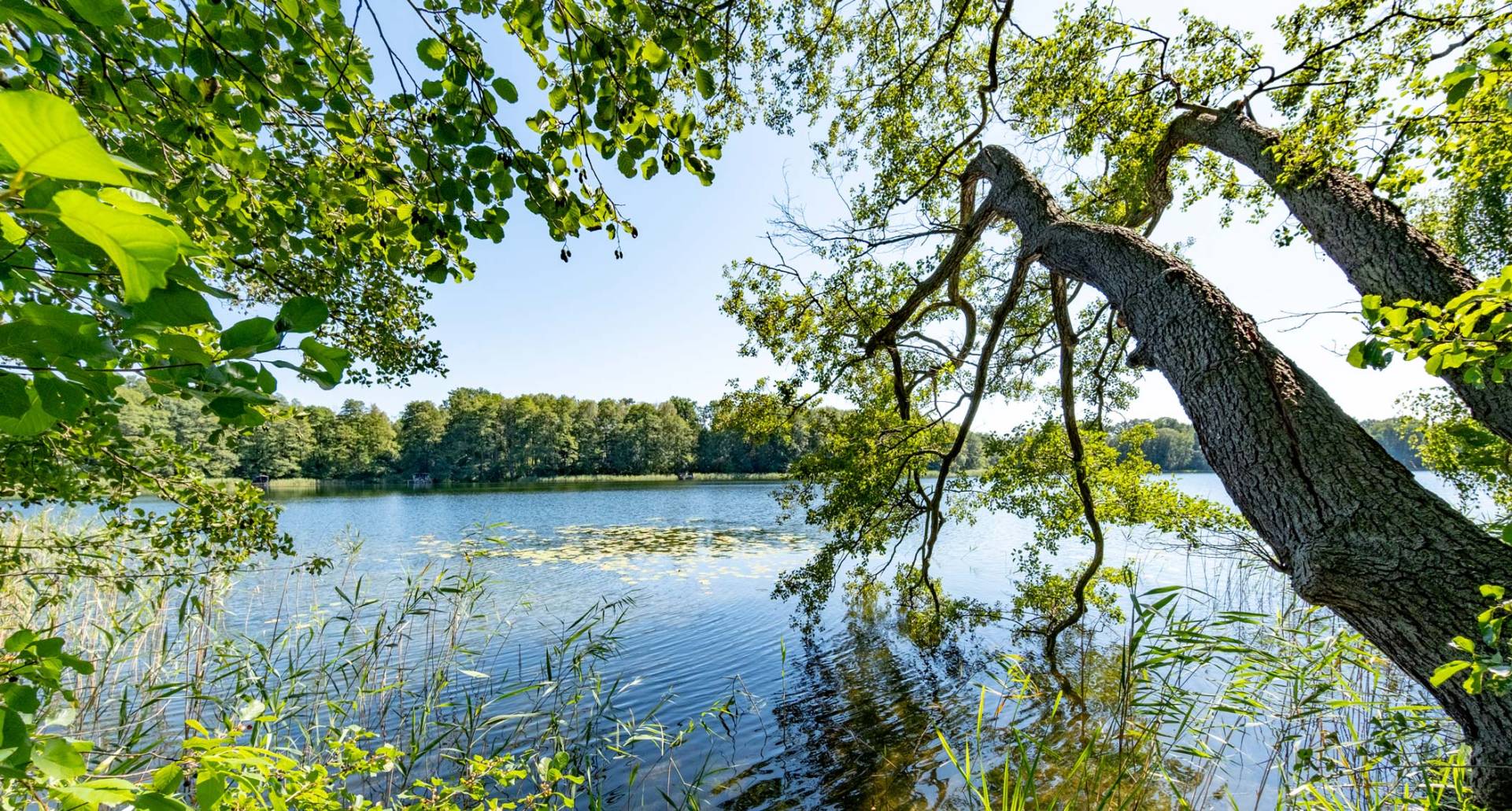Schorfheide grüne Landschaft